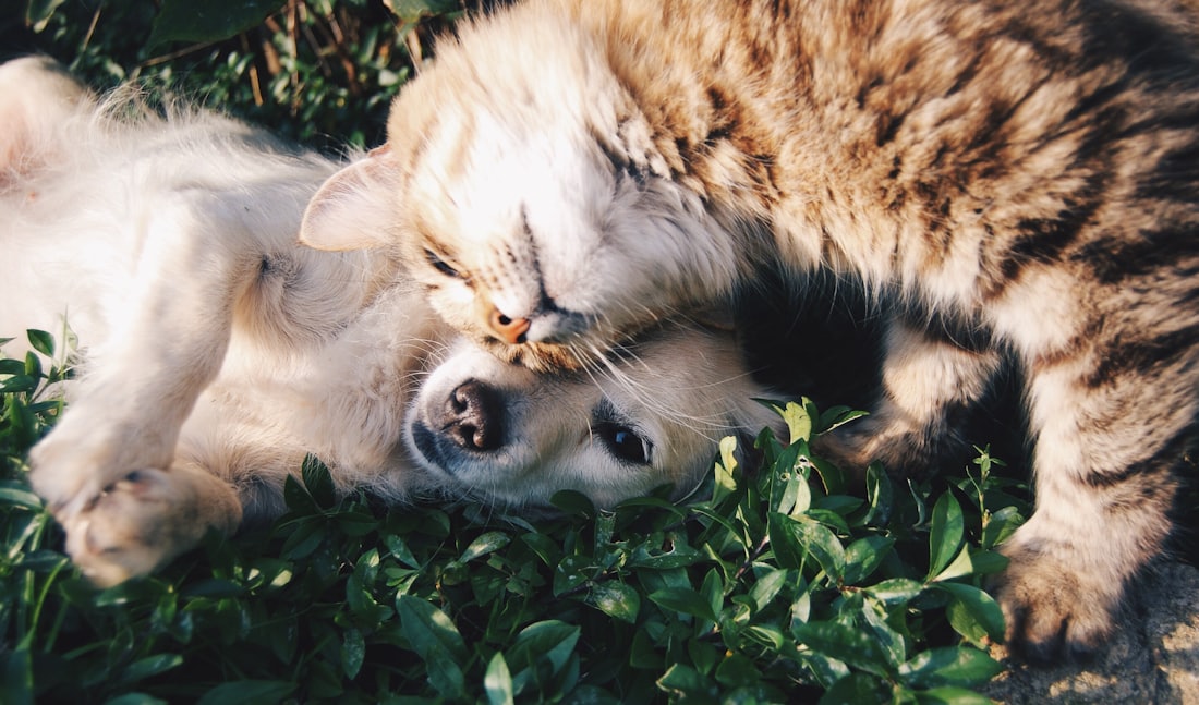 Un cane e un gatto che si coccolano
