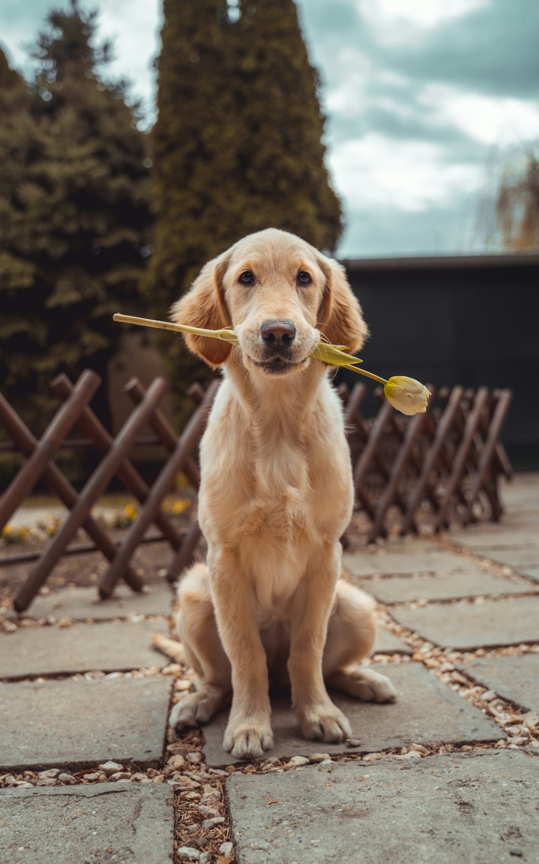 Cucciolo felice con un fiore in bocca