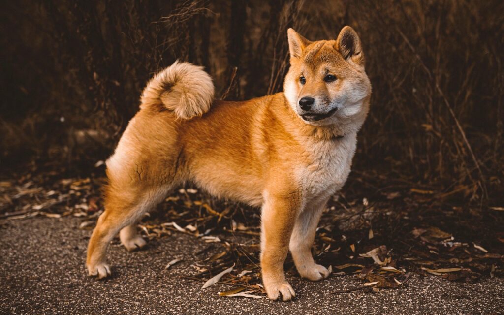 Animali domestici: Cane color rossiccio.