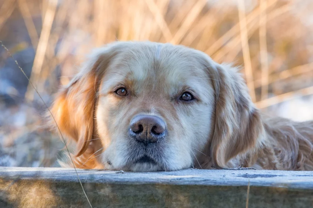 Home Tutti Amici Pet: Cane di taglia media, pelo lungo, con muso appoggiato a muretto.