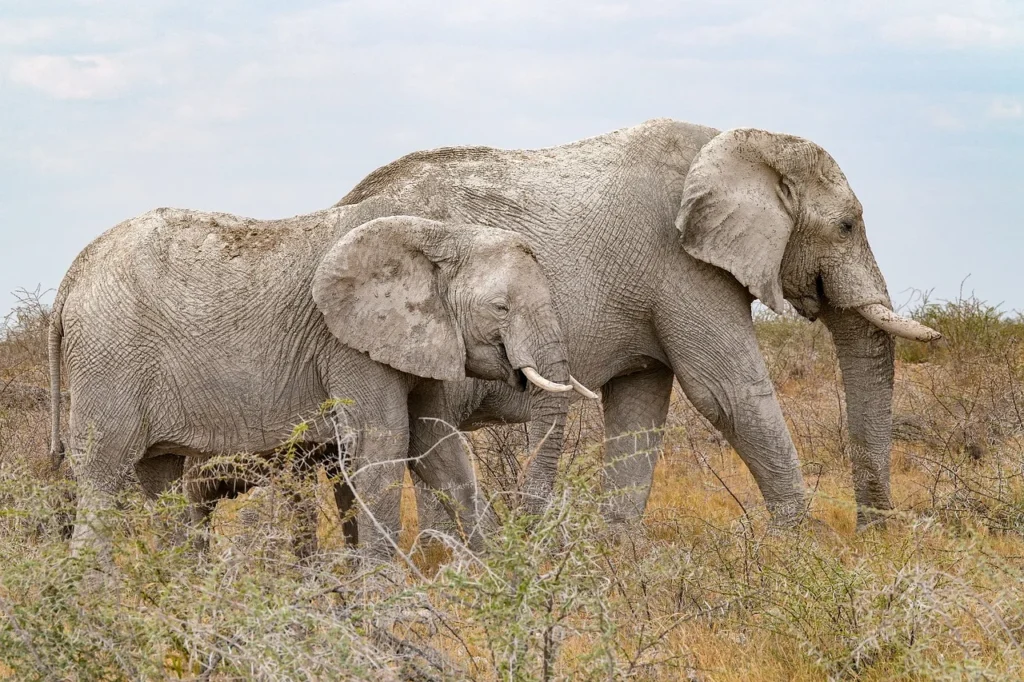 Animali liberi: Elefanti nella savana