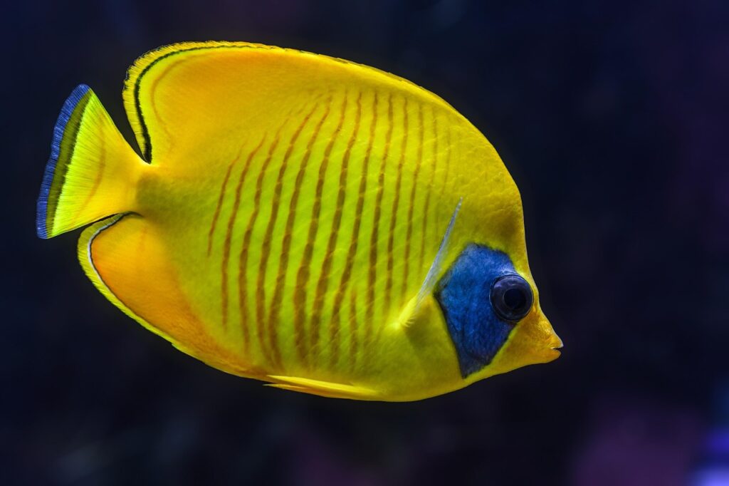 Animali esotici: Pesce tropicale giallo con striature e zone blu.