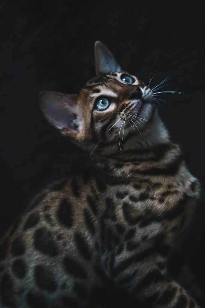 Animali domestici: gatto del bengala in agguato.