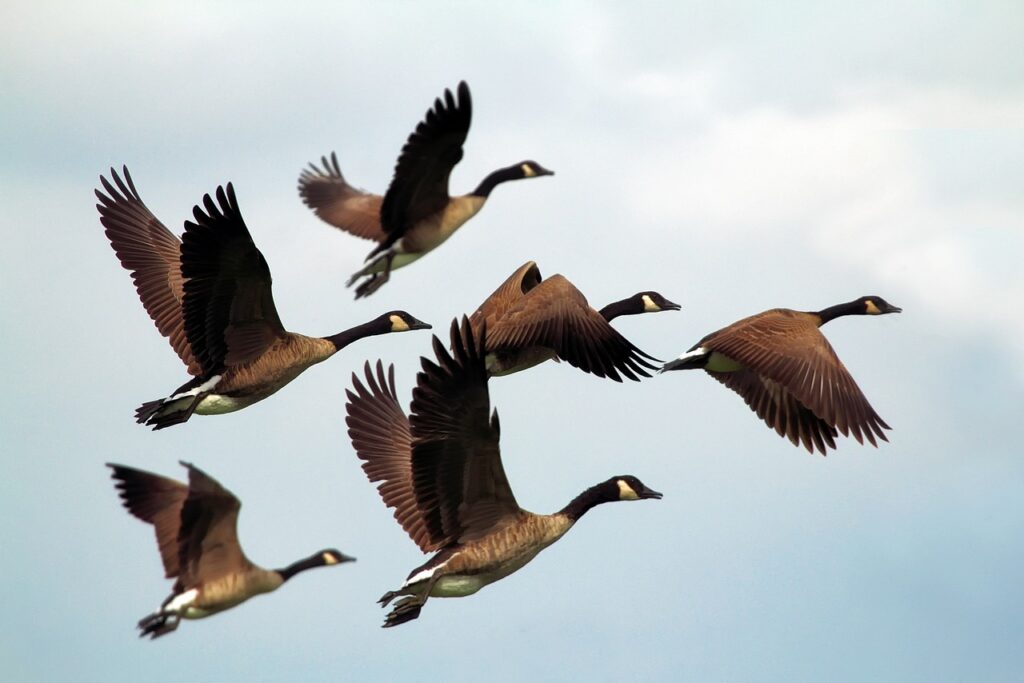 Animali liberi: Anatre selvatiche in volo a stormo.