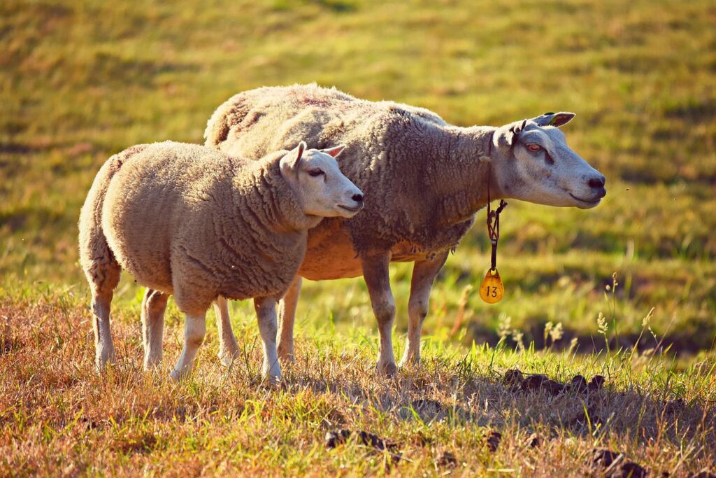 Animali d' allevamento: Due pecore al pascolo