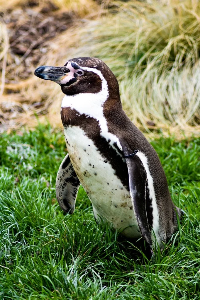 Categorie: pinguino.