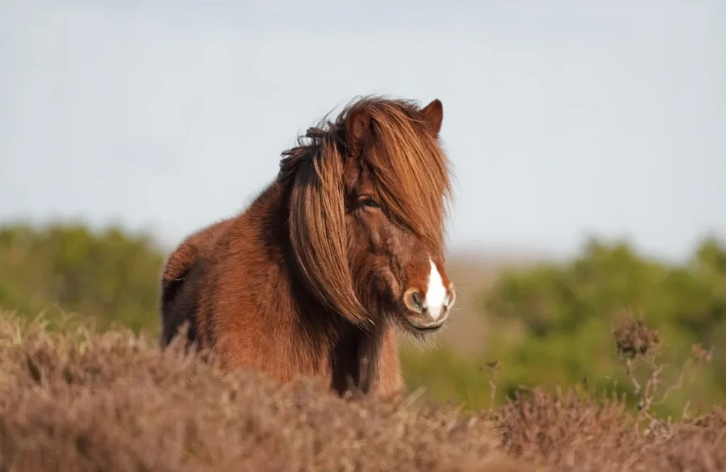 Home Tutti Amici Pet: pony color marrone e macchia bianca sul muso.