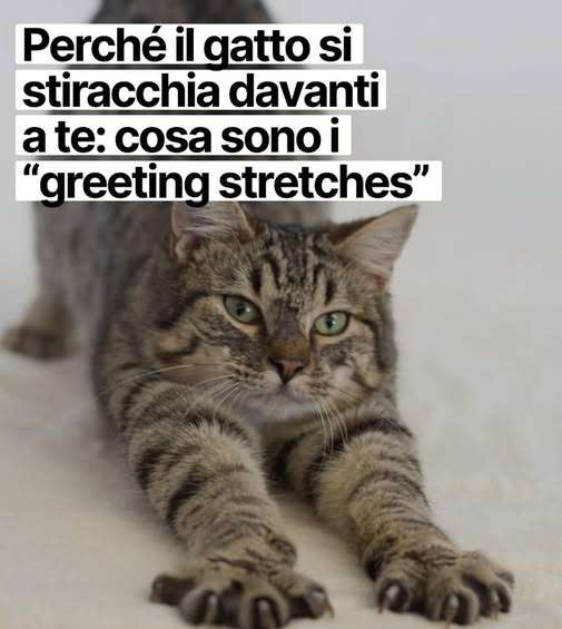 Carica la tua foto o volantino ( facoltativo ) #17 #18 #19