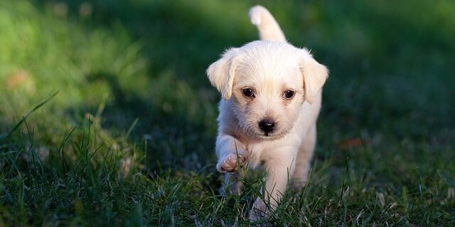 cucciolo cane 130