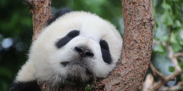panda 126