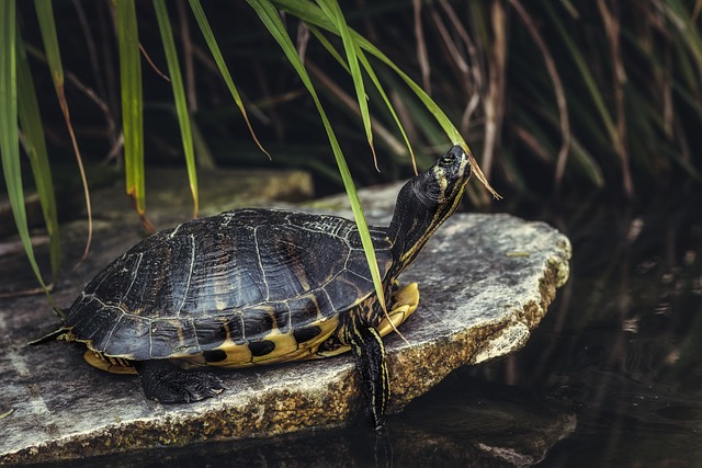 PS Veterinari iscritti: tartaruga americana su sasso
