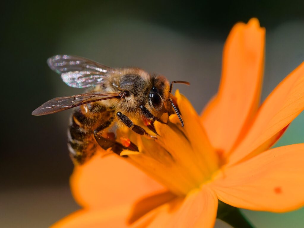Faq di tutti Amici: Ape si posa su fiore arancione