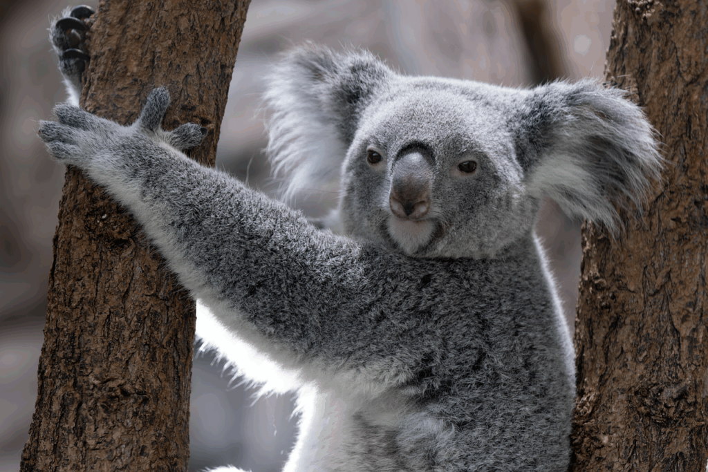 Veterinari iscritti: Koala arrampicato su tronco d' albero.