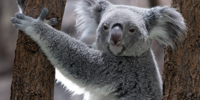 koala Koala arrampicato su tronco d' albero
