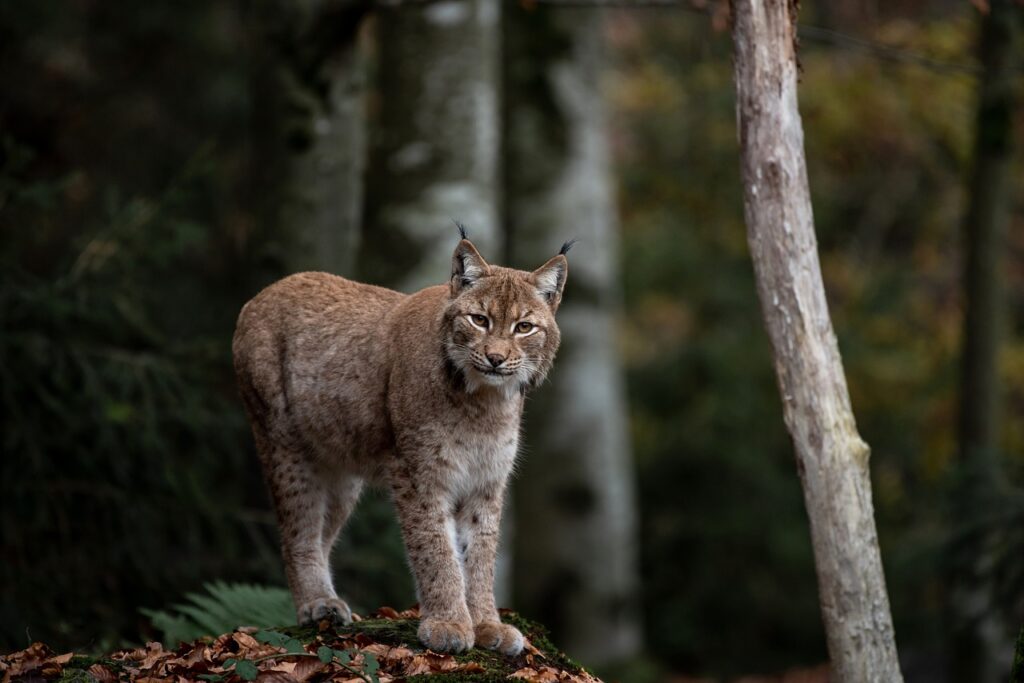 Associazioni di tutela: Lince in zona boschiva.