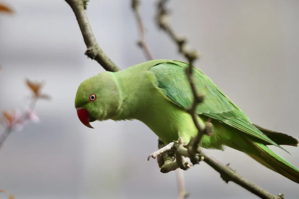 Regolamento di Tutti Amici: Pappagallo verde su ramo