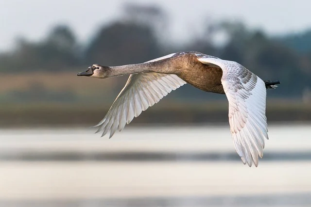 Rifugi e Adozioni: cigno grigio in volo.