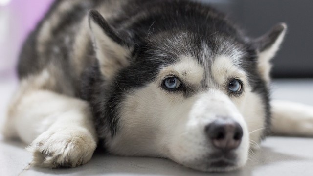 Punto vendita e beauty: Husky.