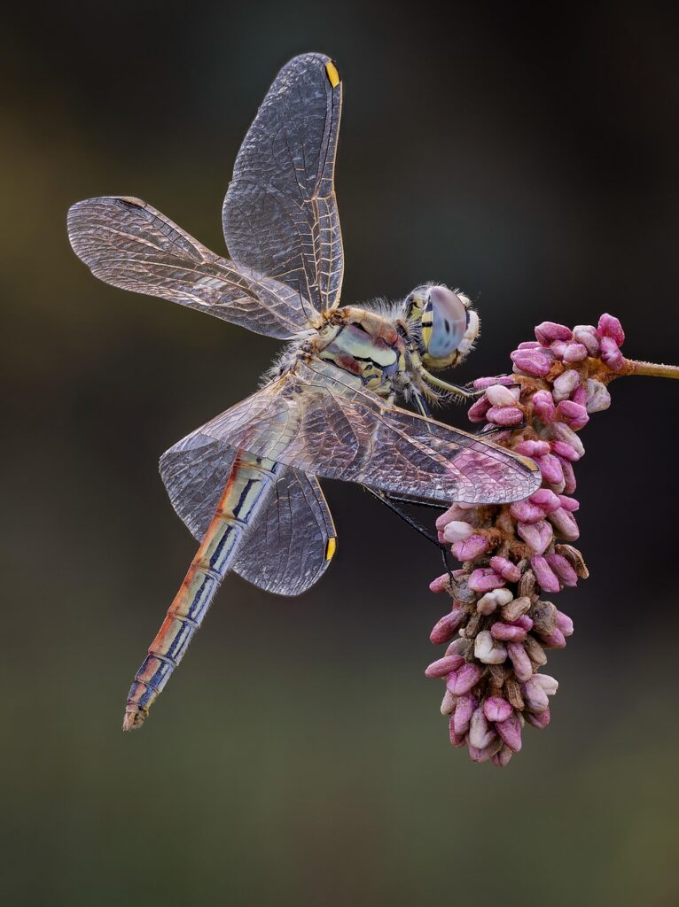 Pet sitter: libellula posata su fiore.
