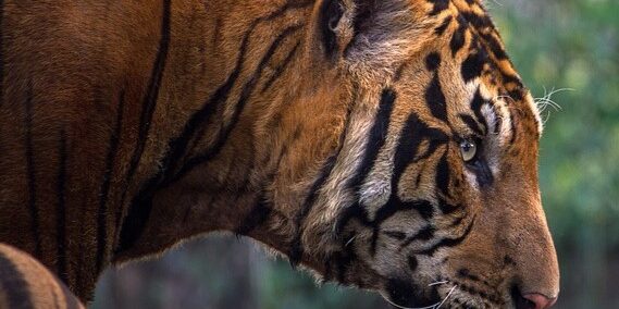 Pet taxi: tigre. Pet taxi: tigre.