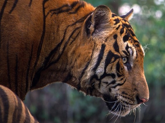 Pet taxi: tigre.