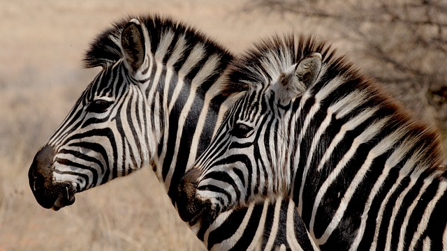 Pet taxi: zebre.
