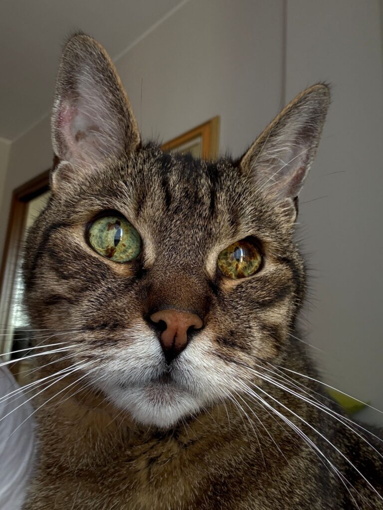 Simba, micio tigrato europeo.